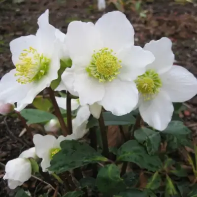 Морозник ЧЕРНЫЙ в Фаниполе