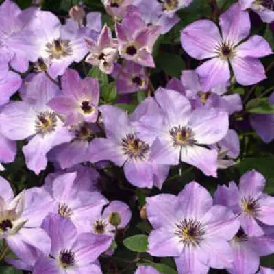 Клематис МОНИНГ СКАЙ в Фаниполе