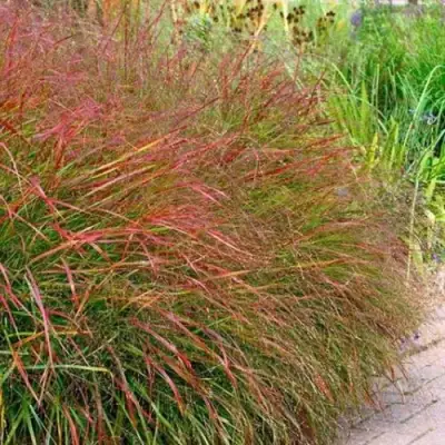 Просо ШЕНАНДО прутьевидное в Фаниполе