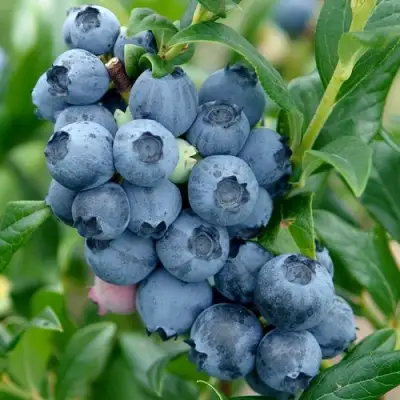 Голубика ХАРДИБЛЮ в Фаниполе