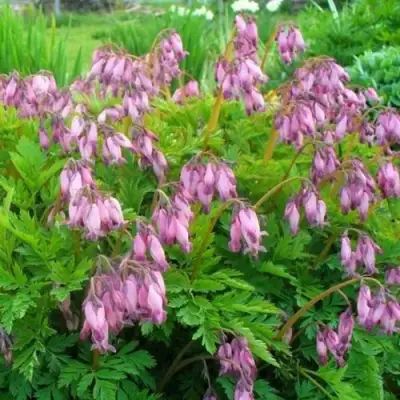 Дицентра изящная в Фаниполе