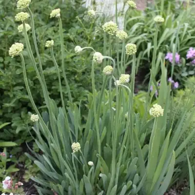 Лук слизун в Фаниполе