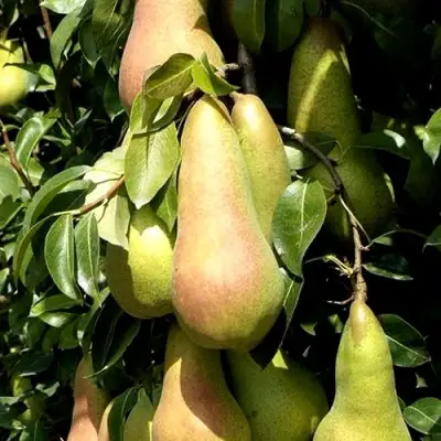 Груша КОНКОРД в Фаниполе