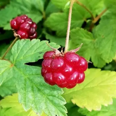 Княженика АННА в Фаниполе