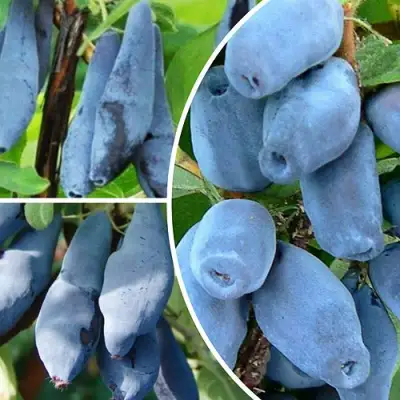 Комплект СИЯНИЕ ГЛАЗ в Фаниполе