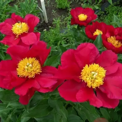 Пион АМЕРИКА травянистый в Фаниполе