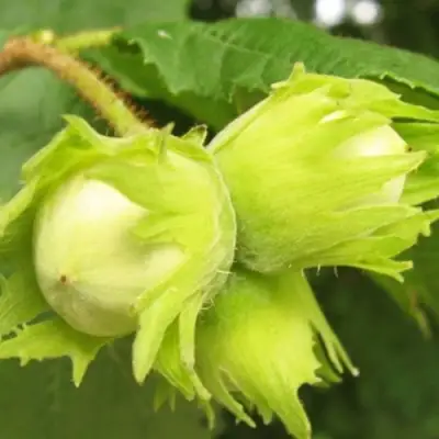 Фундук КАТАЛОНСКИЙ в Фаниполе