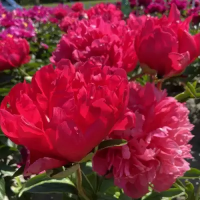 Пион БЕЛГРАВИЯ травянистый в Фаниполе