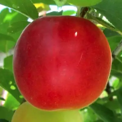 Плумкот БИРИКОККОЛО БОЛОГНЕС в Фаниполе