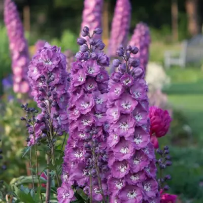 Дельфиниум ДЕЛЬФИС ПИНК ПАУЭ высокий в Фаниполе