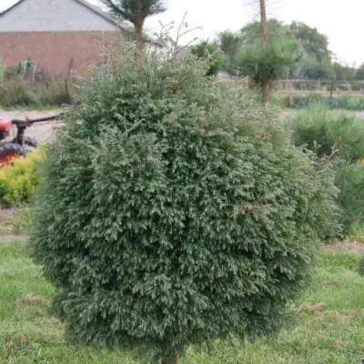 Туя вересковидная в Фаниполе