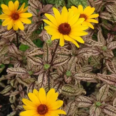 Гелиопсис САММЕР ПИНК в Фаниполе