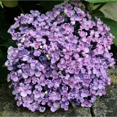 Гортензия АИША крупнолистная  в Фаниполе