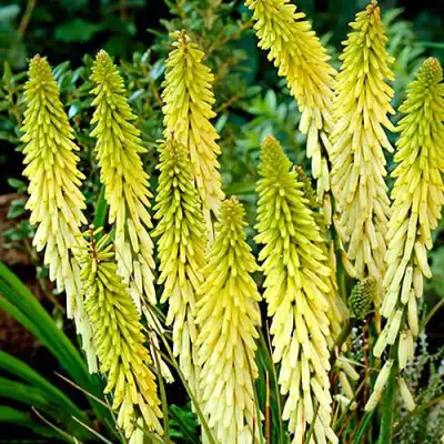 Книфофия ЛИТТЛ МЕЙД гибридная в Фаниполе