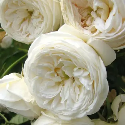 Роза АРТЕМИС шраб в Фаниполе