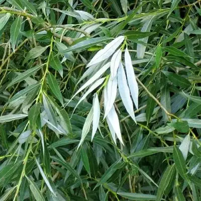 Ива ломкая  в Фаниполе