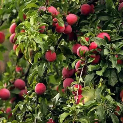 Слива КЛЕОПАТРА в Фаниполе