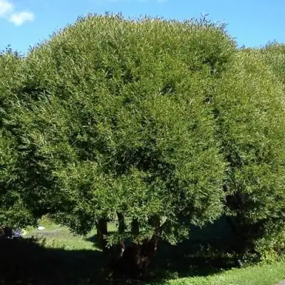 Ива ломкая  в Фаниполе