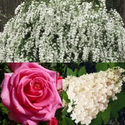 Комплект ВЕЧНАЯ КЛАССИКА в Фаниполе