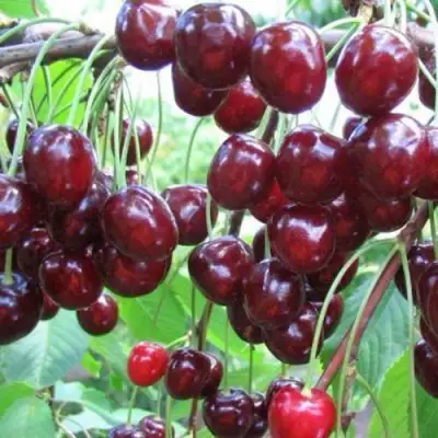 Черешня ОВСТУЖЕНКА в Фаниполе
