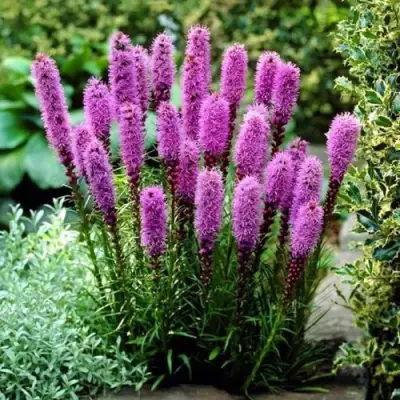 Лиатрис РОЗЕА колосковая в Фаниполе