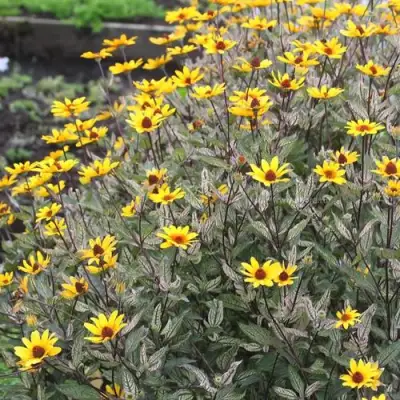 Гелиопсис САММЕР ПИНК в Фаниполе