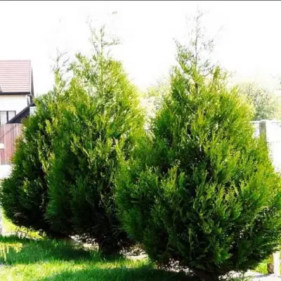 Туя АТРОВИРЕНС складчатая в Фаниполе