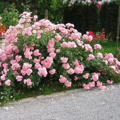 Роза БОНИКА флорибунда в Фаниполе