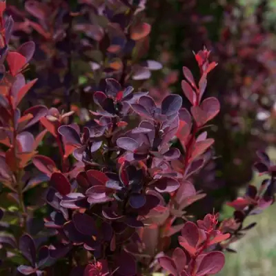Барбарис ХЕЛМОНД ПИЛЛАР тунберга в Фаниполе
