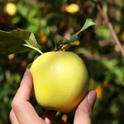 Яблоня РОССИЯНКА в Фаниполе