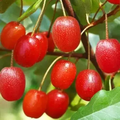 Гуми ТАИСА (ЛОХ МНОГОЦВЕТКОВЫЙ) в Фаниполе