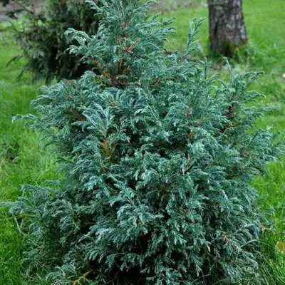 Кипарисовик БЕБИ БЛЮ горохоплодный в Фаниполе