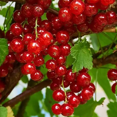 Смородина красная НАТАЛИ в Фаниполе