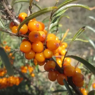 Облепиха СУДАРУШКА в Фаниполе