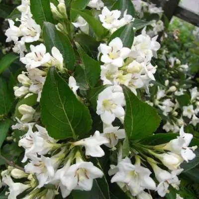 Вейгела БРИСТОЛЬСКАЯ СНЕЖИНКА в Фаниполе