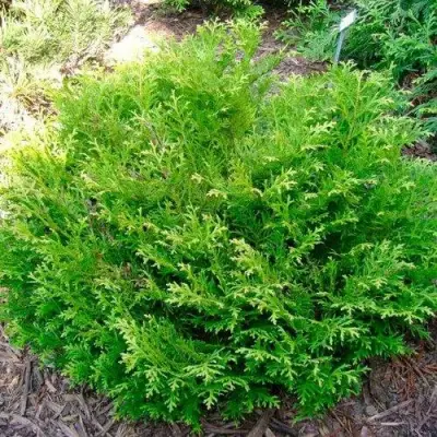 Туевик НАНА долотовидный  в Фаниполе