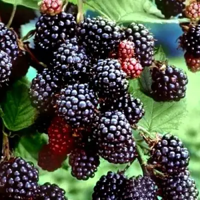 Ежевика ЭВЕРГРИН бесшипная  в Фаниполе