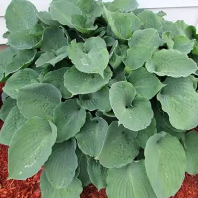 Хоста МУНЛАЙТ СОНАТА гибридная в Фаниполе