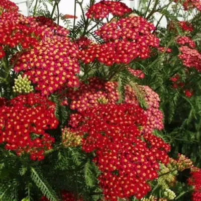 Тысячелистник ПАПРИКА обыкновенный в Фаниполе