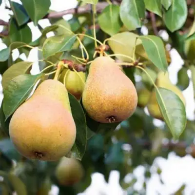 Груша ВЫСТАВОЧНАЯ в Фаниполе