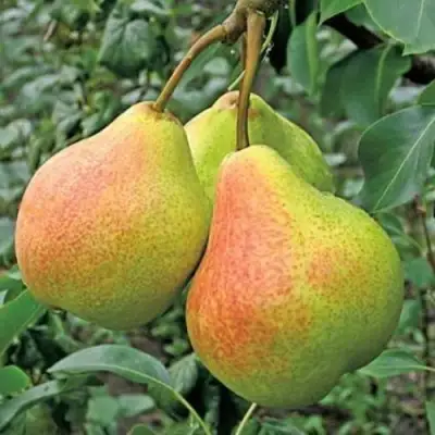 Груша ПАМЯТЬ ЯКОВЛЕВА в Фаниполе