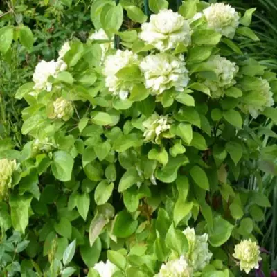 Клематис КОХАНА в Фаниполе