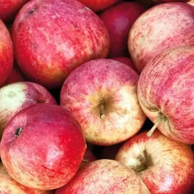 Яблоня ШТРИФЕЛЬ в Фаниполе