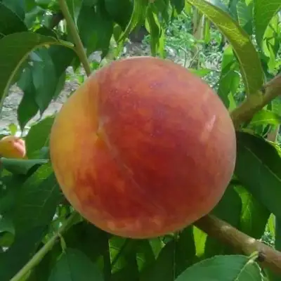 Персик ВАЙН ГОЛД Т3 в Фаниполе