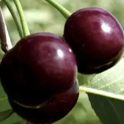 Дюк КСЕНИЯ (ЧЕРЕВИШНЯ) в Фаниполе