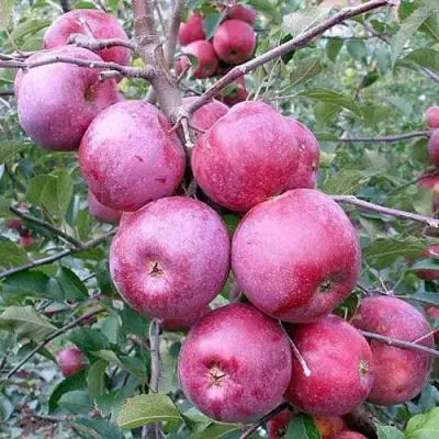 Яблоня ФЛОРИНА в Фаниполе