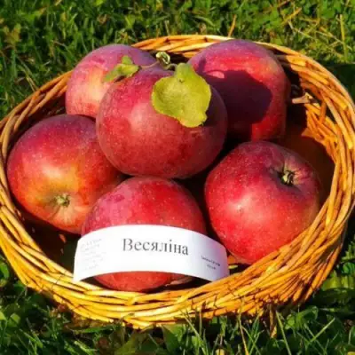 Яблоня ВЕСЯЛИНА в Фаниполе