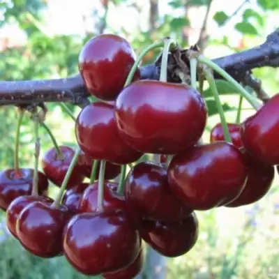 Вишня НОРД СТАР в Фаниполе