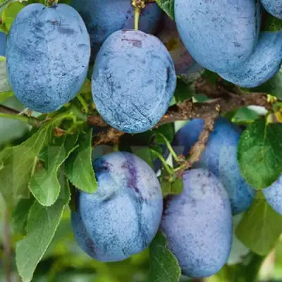 Слива ОДА в Фаниполе