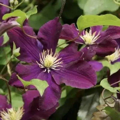 Клематис ГЕРОИ ВАРШАВЫ в Фаниполе